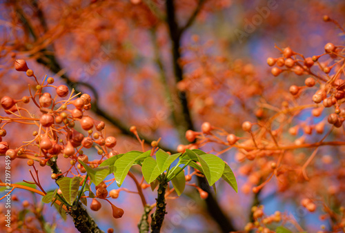 Illawarra flame tree photo