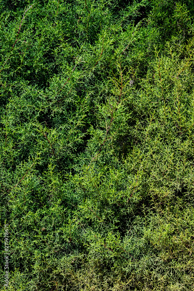 Fototapeta premium Green grass na texture background wallpaper