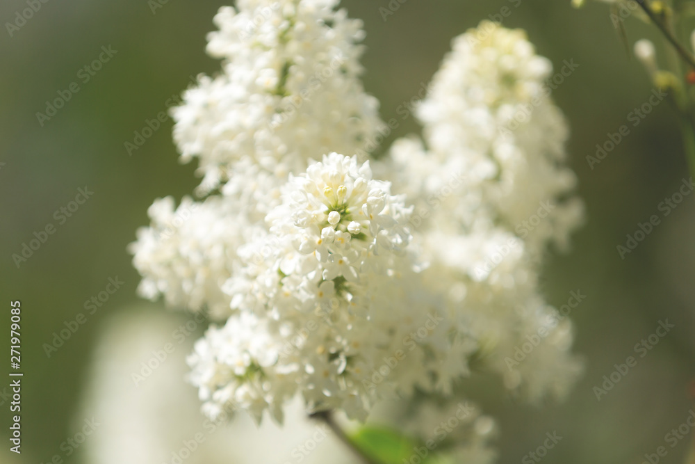 Blossoming White lilac branch in the garden. Selective focus. Flowers background Blossoming White lilac branch in the garden. Selective focus. Flowers background