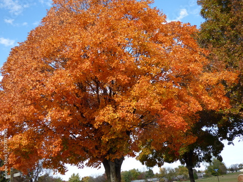 autumn foliage