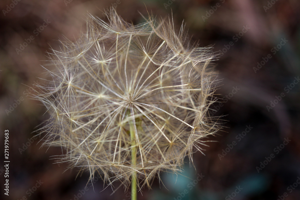 Fototapeta premium Close up of dry flower head