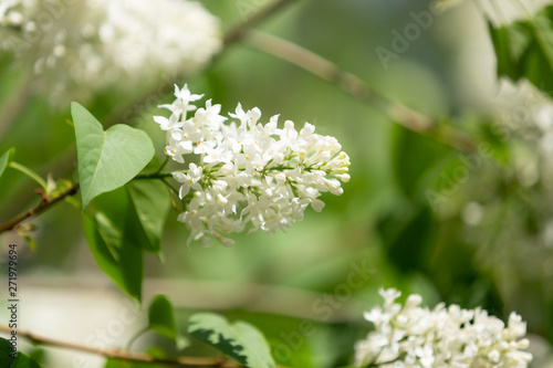 Blossoming White lilac branch in the garden. Selective focus. Flowers background