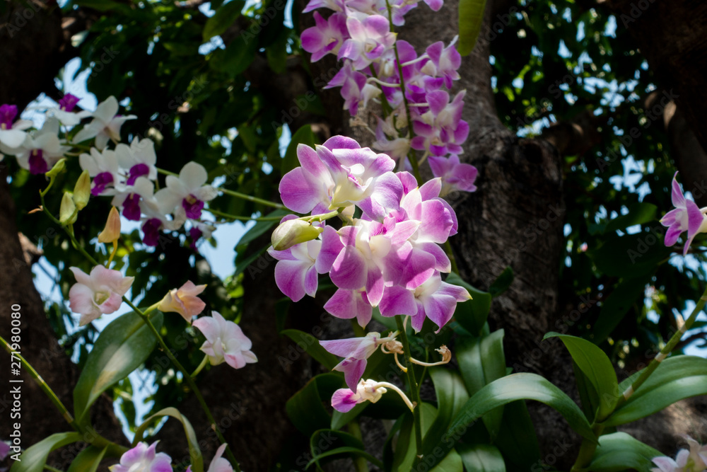 Naklejka premium orchid bloom in garden