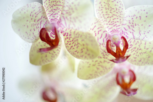 Orchidea