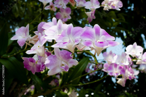 orchid bloom in garden