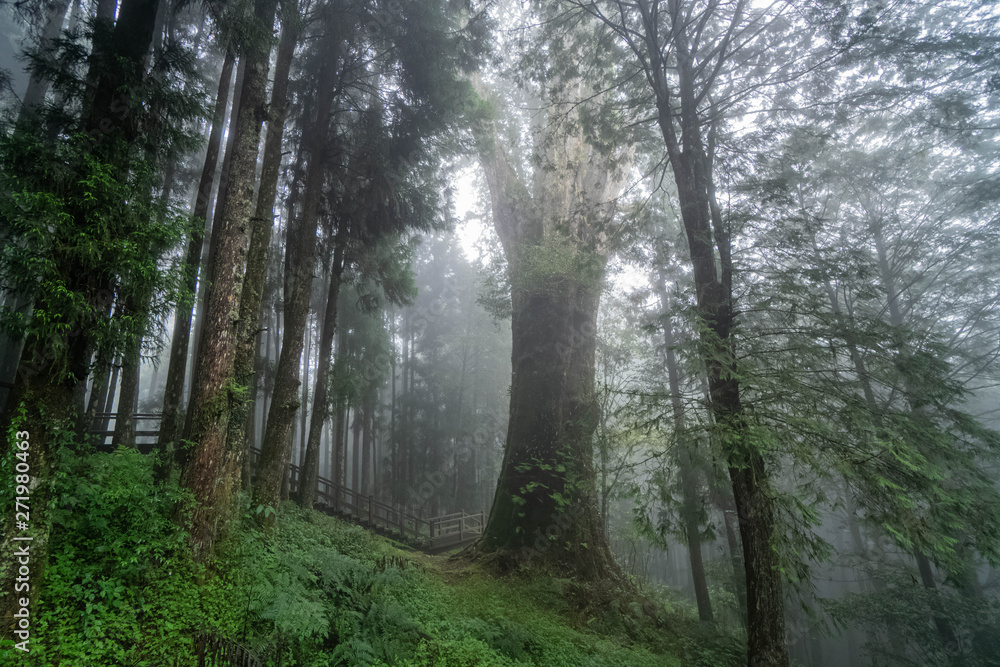 Giant Cypress Tree in Alishan Scenic Area Forest with Mist, Haze and Fog in Taiwan Giant Cypress Tree in Alishan Scenic Area Forest with Mist, Haze and Fog in Taiwan
