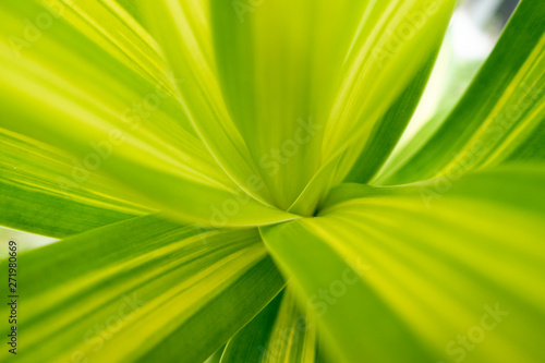 close up green leaf natural background