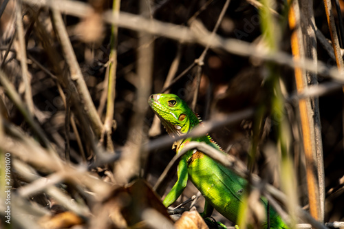 junger grüner Leguan close up makro © Justin