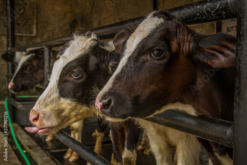 The calves at dairy farm © whitepointer