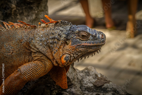 Good looking Iguana close-up picture