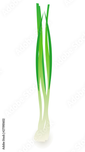 Green onion isolated vector illustration