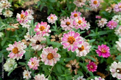 Zinnia angustifolia Ornamental plants are growing in the garden.