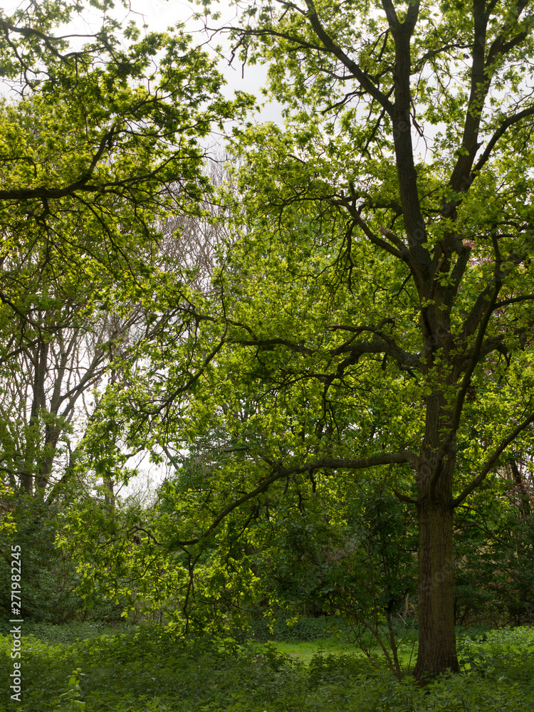 beautiful scene outside in nature with trees and sky beautiful scene outside in nature with trees and sky
