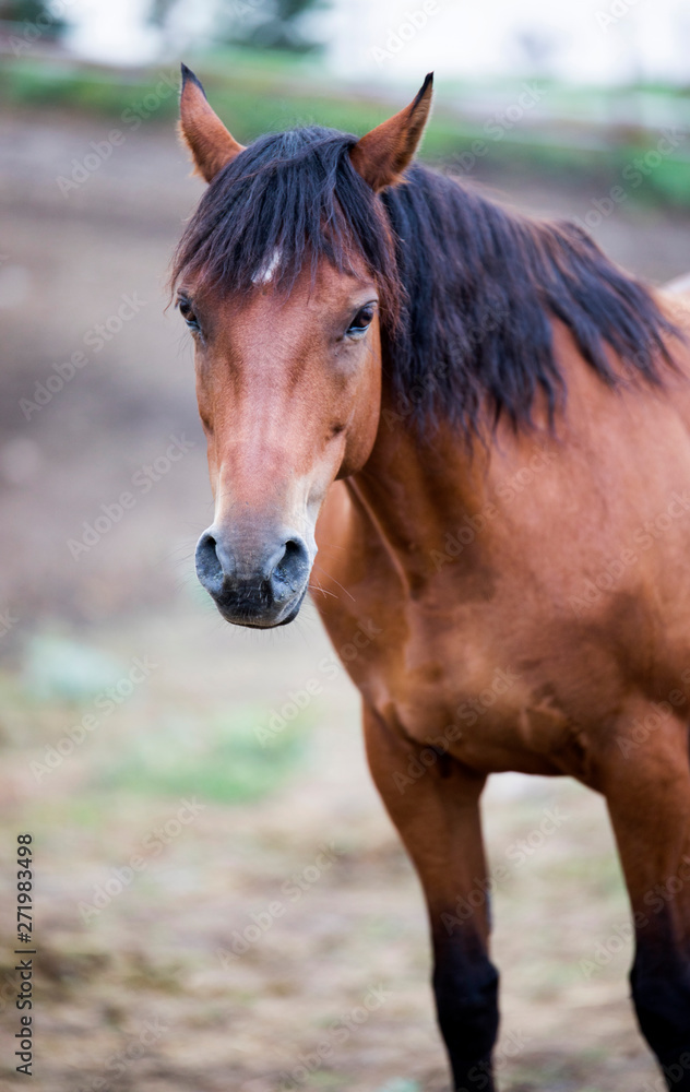 Fototapeta premium lovly horse