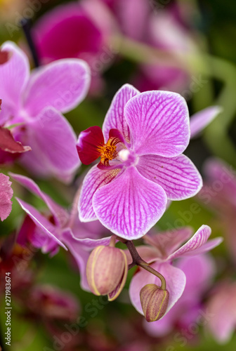 Fototapeta Naklejka Na Ścianę i Meble -  Close up of  beauty pink orchid flower