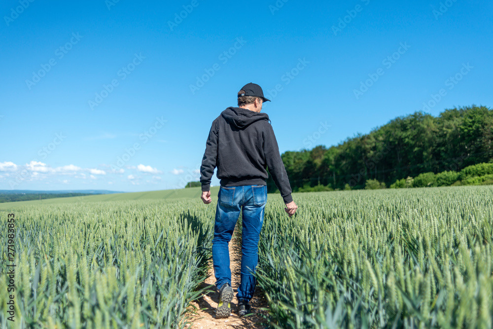 Back view of a farmer checking his crop of wheat in a field