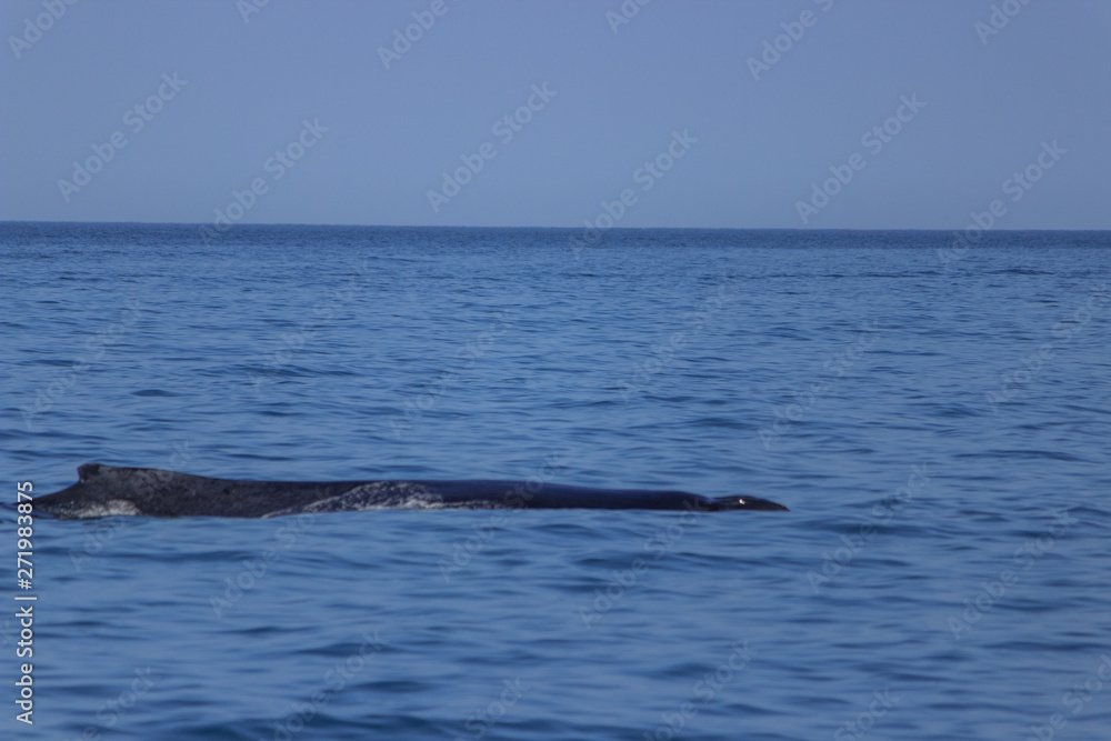 fin of an humpback whale in peru fin of an humpback whale in peru