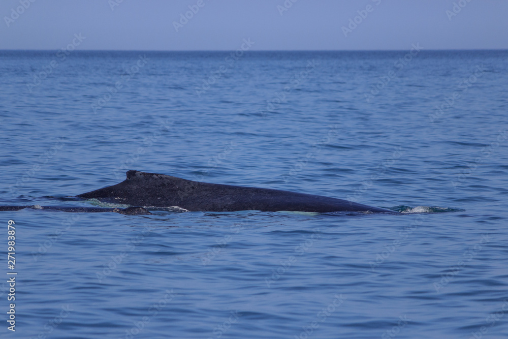 Fototapeta premium fin of an humpback whale in peru