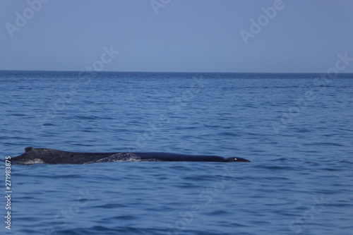fin of an humpback whale in peru