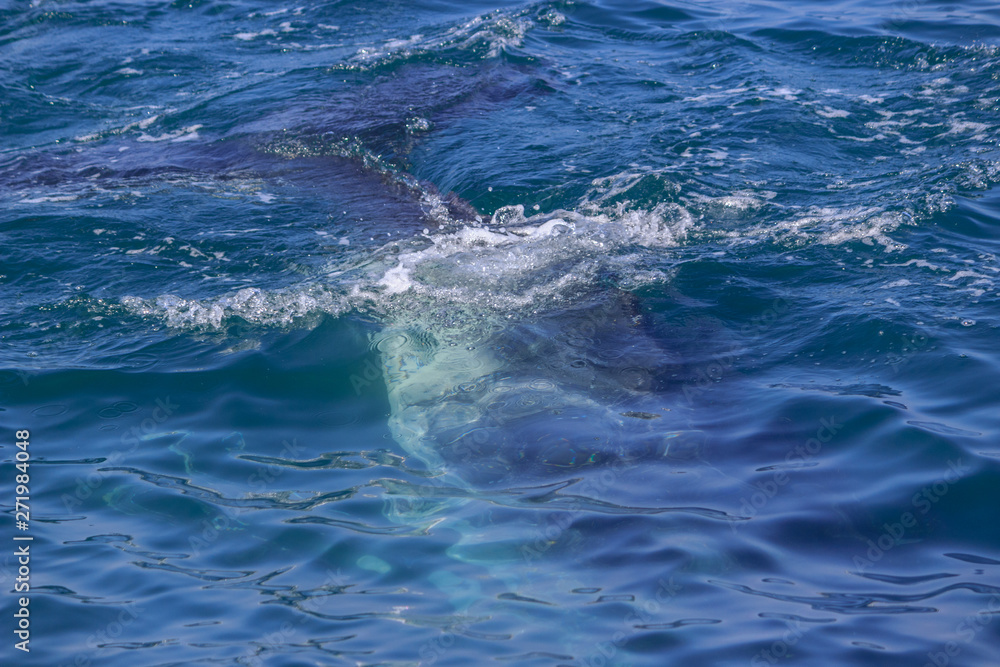Obraz premium fin of an humpback whale in peru