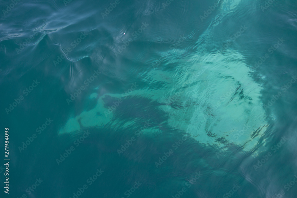 Fototapeta premium fin of an humpback whale in peru