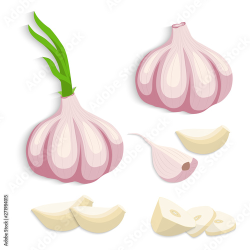 Garlic vector illustration