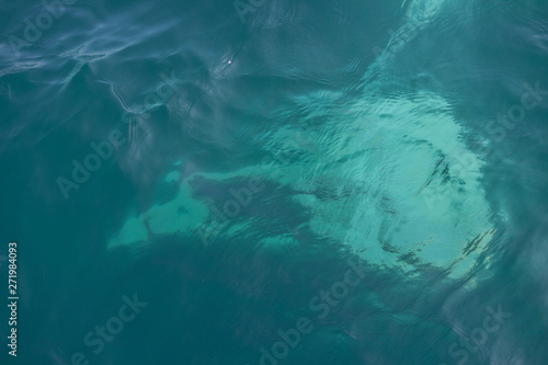 fin of an humpback whale in peru
