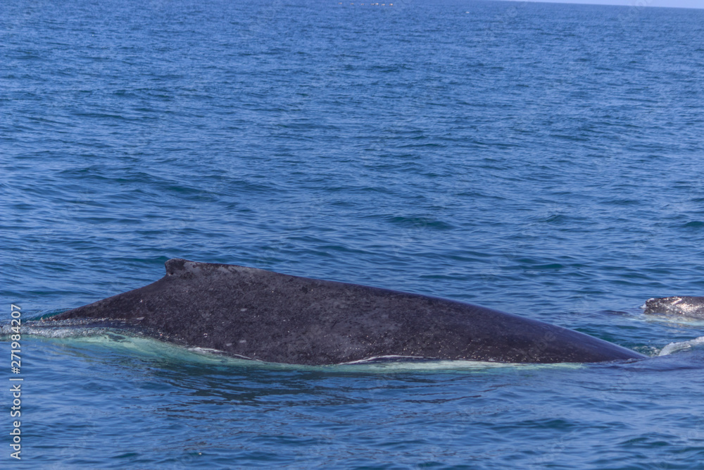 Fototapeta premium fin of an humpback whale in peru
