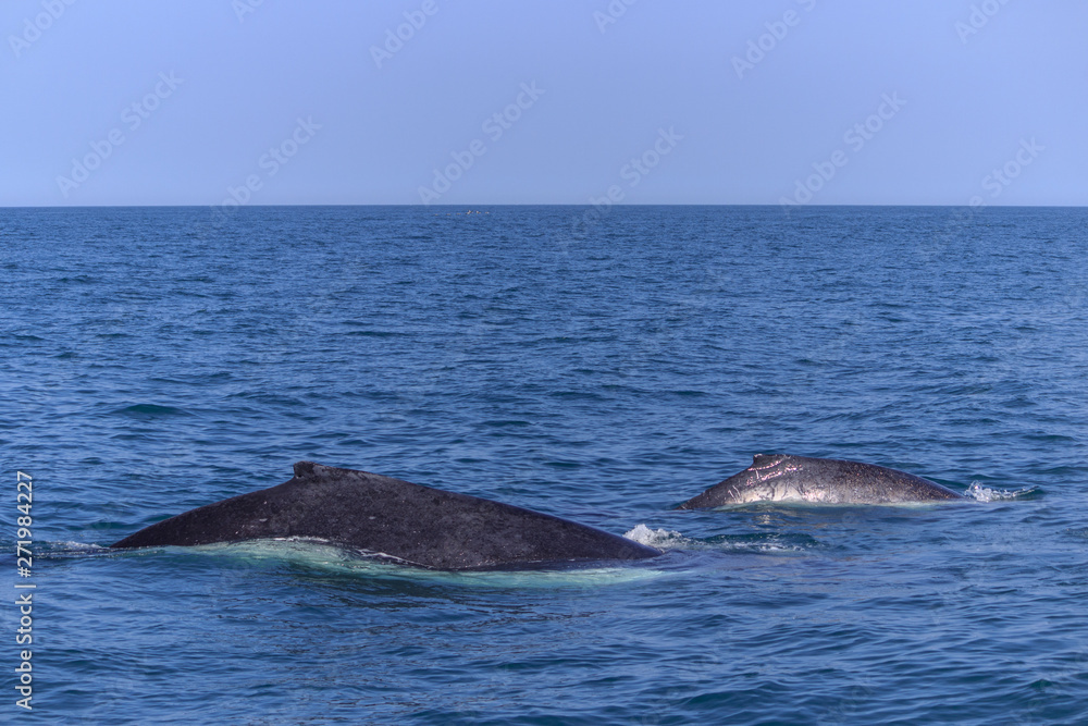 Fototapeta premium fin of an humpback whale in peru