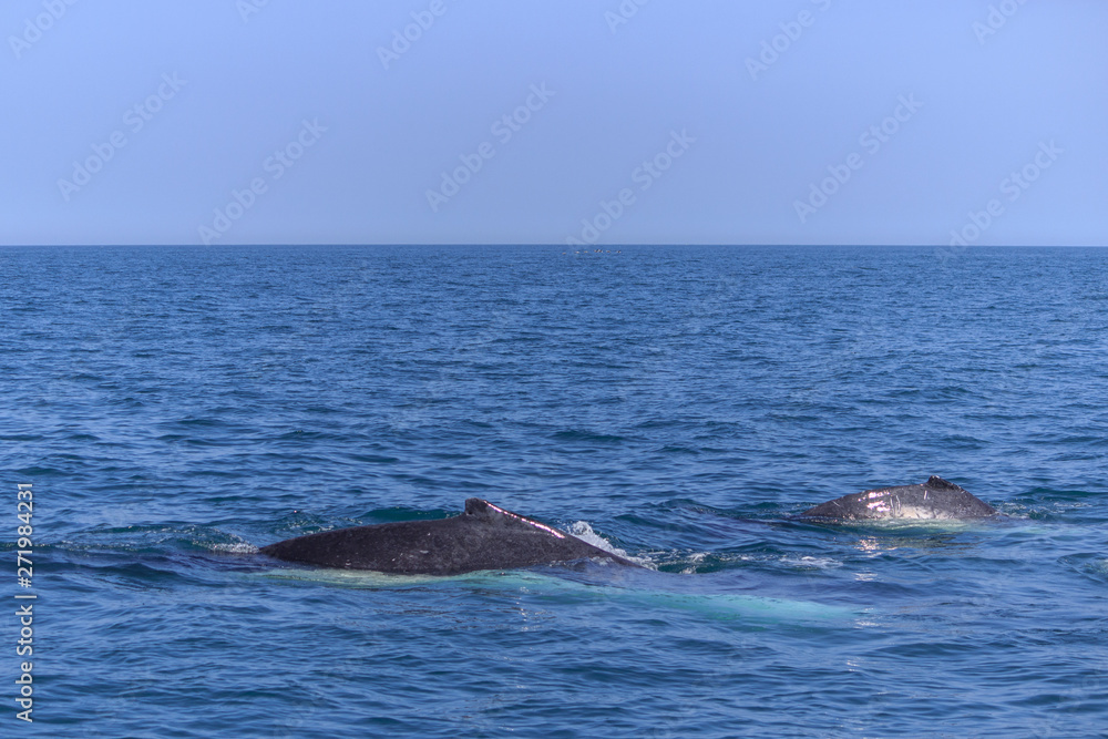Fototapeta premium fin of an humpback whale in peru