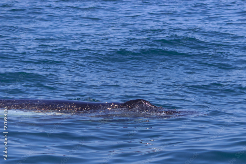 Naklejka premium fin of an humpback whale in peru