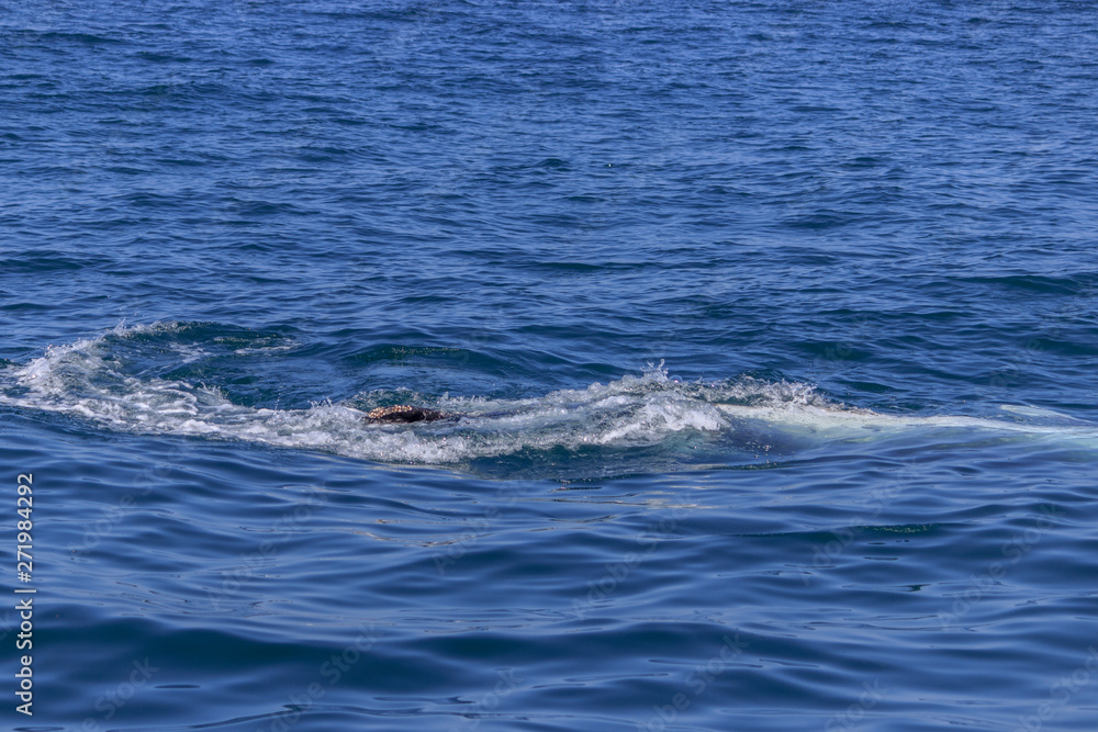 fin of an humpback whale in peru fin of an humpback whale in peru