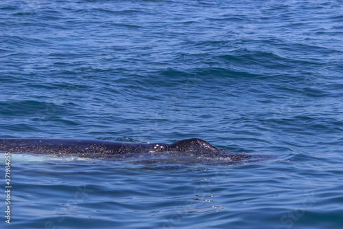 fin of an humpback whale in peru © Mira