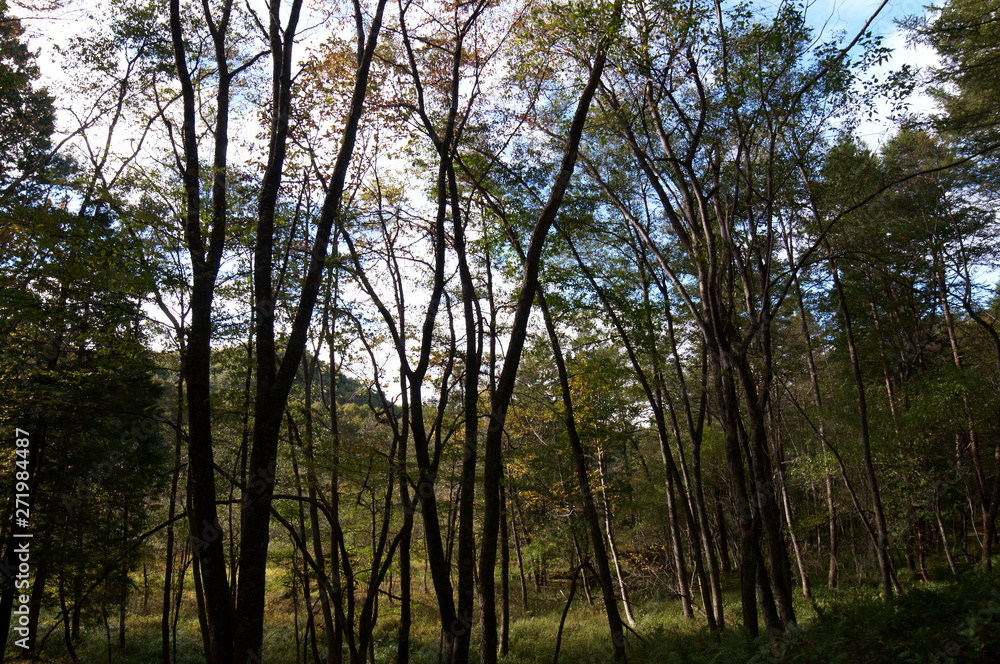 Bog wetlands Natural monuments in Nagano Japan Bog wetlands Natural monuments in Nagano Japan