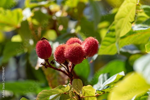 Red fruits of Achiote,Lipstick tree (Bixa orellana), on the branch