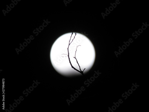 branch over the moon