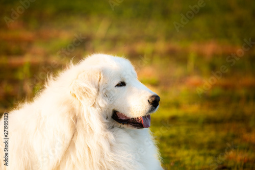 Big white dog lying on moss in the field at sunset. Happy maremma sheepdog. Cane da pastore Maremmano-Abruzzese