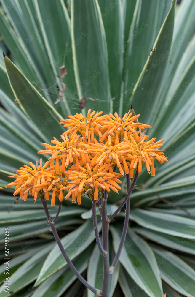 Aloe plant in bloom. Spectacular tall bright orange tubular flower spikes of an Aloe succulent species in bloom are decorative and long lasting Aloe plant in bloom. Spectacular tall bright orange tubular flower spikes of an Aloe succulent species in bloom are decorative and long lasting