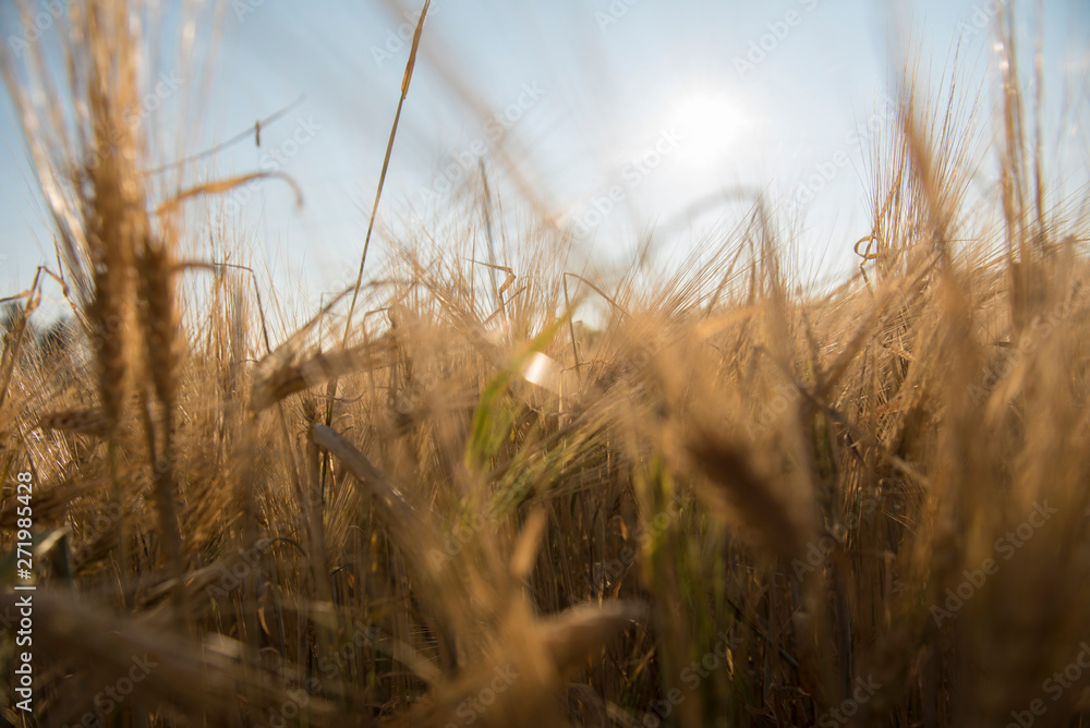 Fototapeta premium Wheat fields in Prince Edward Island