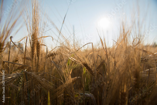 Wheat fields in Prince Edward Island