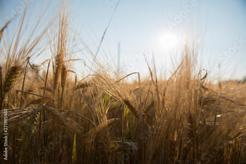 Wheat fields in Prince Edward Island