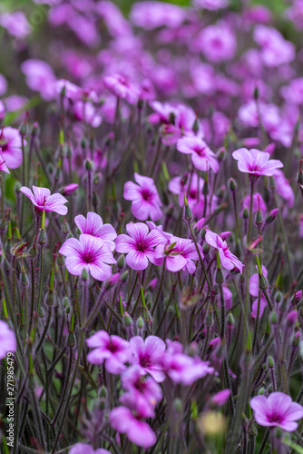 Matthiola maderensis is a flowering plant species of stock in the Brassicaceae family, native and endemic to the Madeira Islands