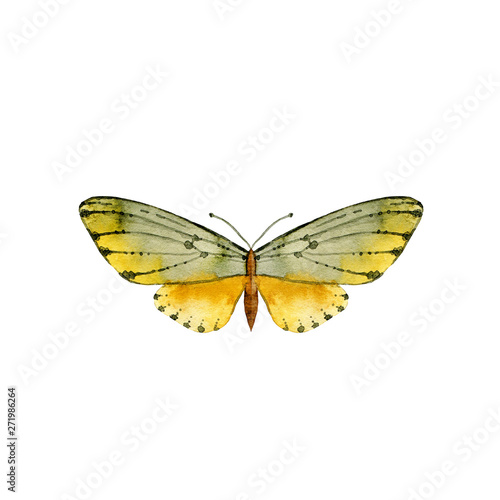 Hand drawn watercolor moth