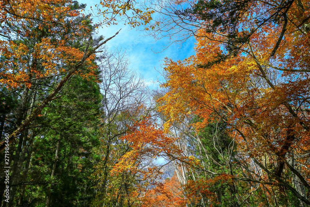a beautiful transition of autumn in japan a beautiful transition of autumn in japan