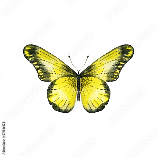 Yellow butterfly in watercolor