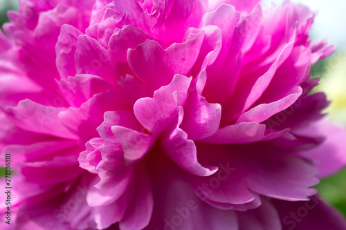 Fototapeta Naklejka Na Ścianę i Meble -  Petals of a pink peony close up
