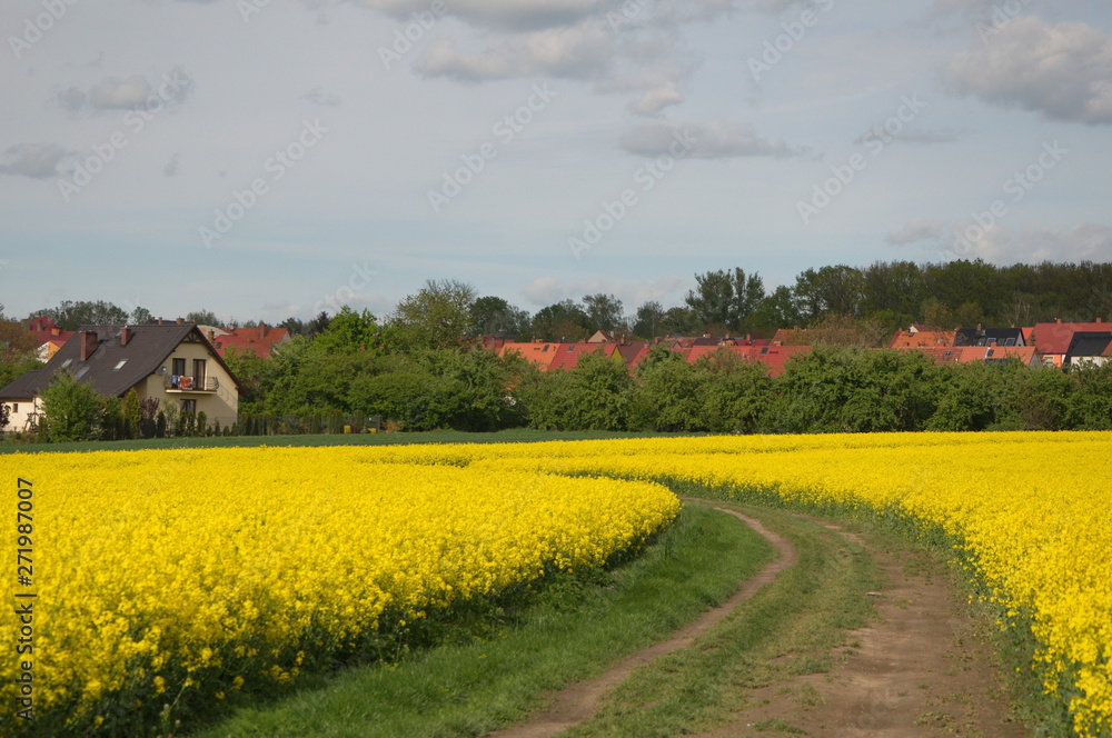 Dirt road among the blooming rapeseed field.