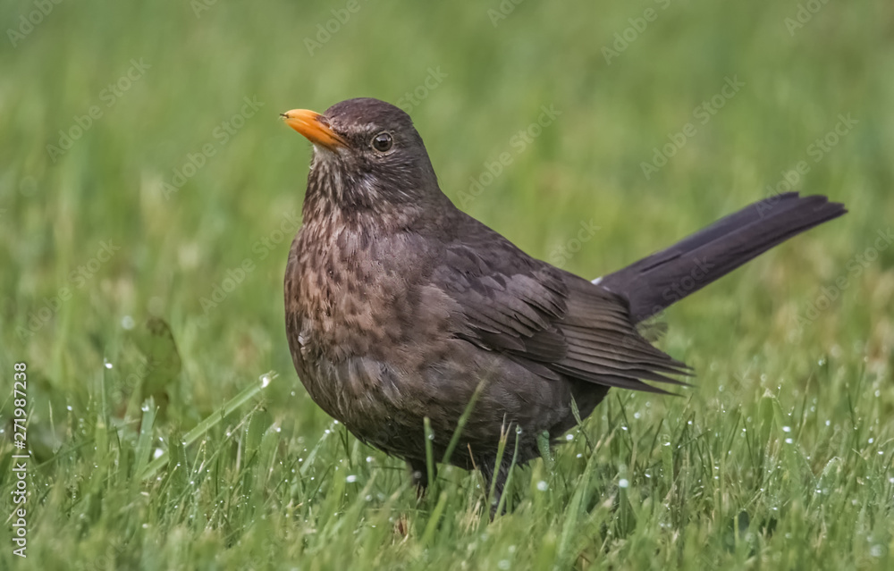 Amsel auf der Wiese im Morgentau Amsel auf der Wiese im Morgentau
