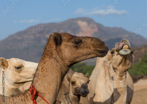 Rendille tribe camels, Marsabit district, Ngurunit, Kenya photo