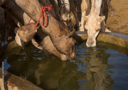 Camels of rendille tribe drinking water from a singing well, Marsabit district, Ngurunit, Kenya photo